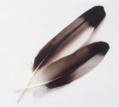 feather-eagle-usa